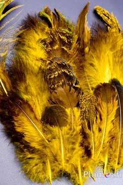 Pfau blau - 8-20 cm - gelb-braun